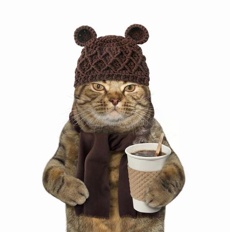 Cat in knitted hat with coffee. The cat in knitted hat and scarf is holding a cup of black coffee. White background royalty free stock image Knitted Hat, A Cat, Royalty, Royalty Free, Coffee, Funny