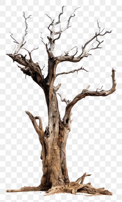 Tree Png Photoshop, Tree No Leaves, Trees Without Leaves, Driftwood Plant, Burnt Tree, Tree Without Leaves, Roots Of A Tree, Dry Forest, Imagination Drawing