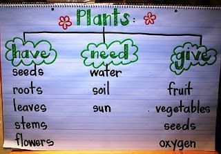 Plant Week, books, activities, hands on Plants Kindergarten, Plant Lessons, Science Anchor Charts, Preschool Garden, Thinking Maps, Dream Classroom, Plants Unit, Spring Kindergarten, Amazing Plants