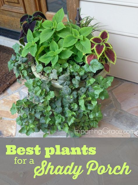 Tips for growing potted plants in shaded spaces such as a covered porch | ImpartingGrace.com Front Porch Plants, Porch Plants, Covered Porches, Planter Garden, Meteor Garden 2018, Best Plants, Diy Outdoor Decor, Patio Plants, Kew Gardens