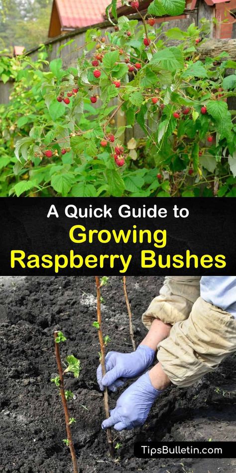 How To Propagate Raspberry Bushes, How To Contain Raspberry Bushes, Planting Raspberry Canes, Berry Plants Garden, Berry Garden Layout Design, Raspberry Growing Tips, How To Prune Raspberry Bushes, Raspberry Planting Ideas, Raspberry Trellis Diy