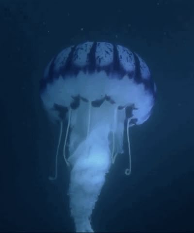 Jellyfish Gif, Deep Sea Jellyfish, Sea Jellyfish, Stim Gifs, Sea Jellies, Ocean Stuff, Stim Board, Deep Sea Creatures, Underwater Creatures