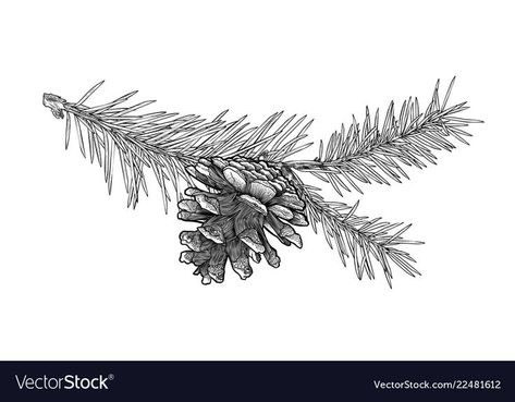 Pinecone Branch Tattoo, Spruce Branch Tattoo, Pine Tree Branch Tattoo, Pine Branch Tattoo, Pinecone Tattoo, Pine Tattoo, Tree Branch Tattoo, Branch Drawing, Eagle Drawing