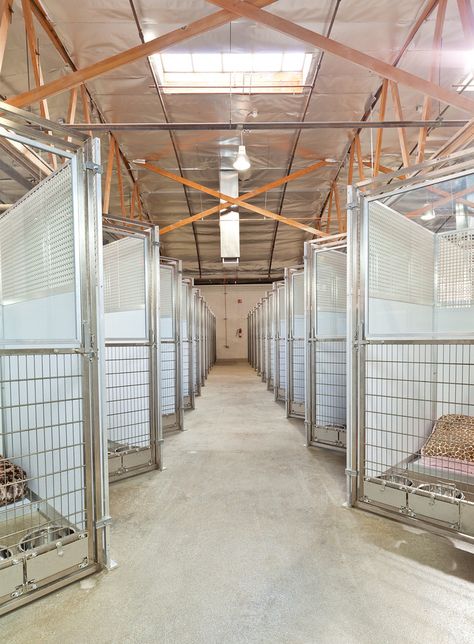 Barndominium With Dog Kennels, Luxury Pet Boarding, Barndominium Dog Kennel, Dog Boarding Facility Ideas Pet Resort, Dog Sanctuary Ideas, Dog Hotel Ideas, Commercial Dog Kennel Ideas, Dog Boarding Facility Ideas, Dog Breeders Kennels