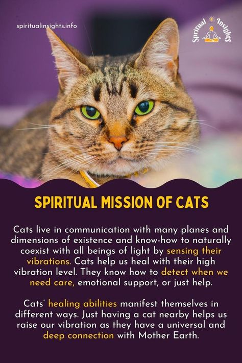 The Spiritual Mission Of Cats And Their Healing Powers Cat Symbolism, Cat Spirit Animal, Spirit Animal Meaning, Animal Meanings, Cat Spirit, Spiritual Animal, Mean Cat, Animal Spirit Guides, Animal Medicine