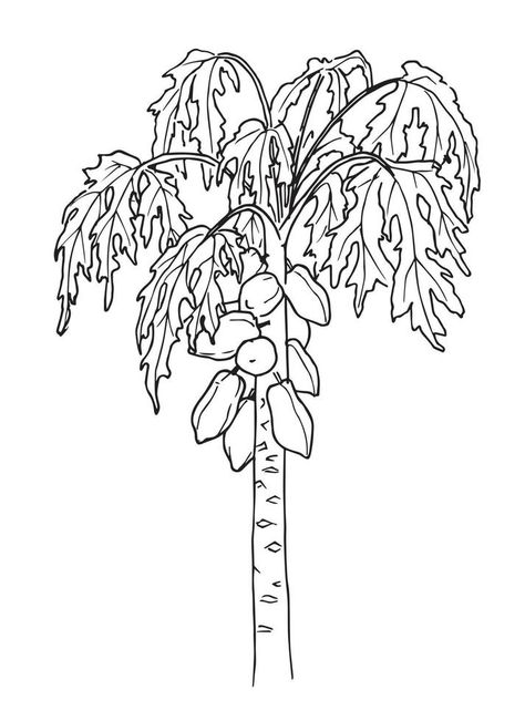 Papaya fruit Tree. Vector hand drawn illustration of Pawpaw palm in line art style. Drawing of tropical plant in black and white colors in isolated background. Botanical sketch for food label or logo Papaya Tree Drawing, Papaya Drawing, Rose Outline Drawing, Background Sketch, Fruit Coloring, Papaya Tree, Guava Tree, Rose Outline, Fashion Show Poster