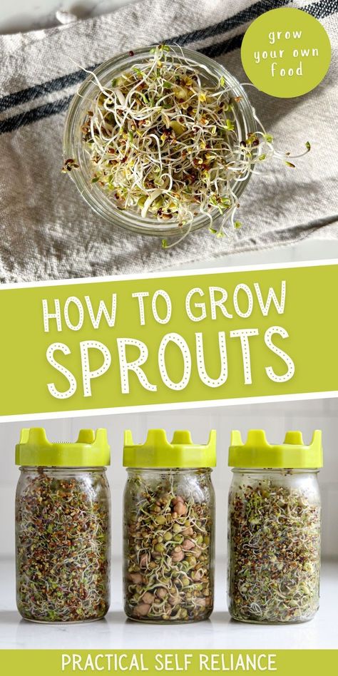 Sprouts In A Jar, How To Grow Sprouts, Grow Sprouts, Seed Sprouter, Growing Sprouts, Alfalfa Sprouts, Broccoli Sprouts, Sprouting Seeds, Sprouts Salad