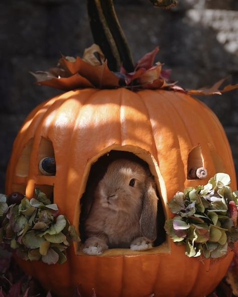 Himalayan Rabbit, Cutest Bunny Ever, Happy Halloween Pictures, Bunny Room, Rabbit Pictures, Pumpkin Pictures, Pumpkin House, There's No Place Like Home