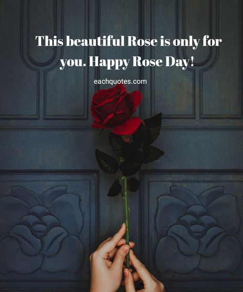 Rose Day Video, Rose Day Quotes For Him, Special Quotes For Her, Rose Day Couple Pic, Happy Rose Day Quotes, Happy Rose Day, Rose Day Quotes, Happy Rose Day Images, Rose Day