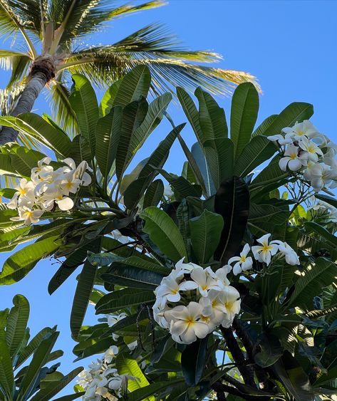 Island times 🐚🥭🌀🌺🌞🌴👙🥥 Island Trip Aesthetic, Cook Island Aesthetic, Aesthetic Island Pictures, Cook Islands Aesthetic, Guam Aesthetic, Luau Aesthetic, Tropic Aesthetic, Islander Aesthetic, Island Life Aesthetic