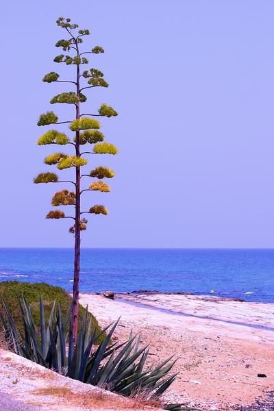 Agave Bloom Spike - as a Christmas 'tree'. My late grand mother used these as Christmas Trees in the Eastern Cape in the 1930s & 1940s. Simple, of beautiful proportion - a must for the New Christmas Look. Agave Americana, Century Plant, Environmentally Friendly Living, Hgtv Garden, Missouri Botanical Garden, Agave Plant, Wall Garden, Agaves, Desert Plants