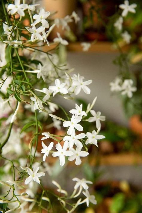 Wild Jasmine, Jasmine Vine, Jasmine Wedding, Tattoo Plant, Jasmine Plant, Beautiful Flowers Images, Winter Plants, Jasmine Flower, Nature Garden