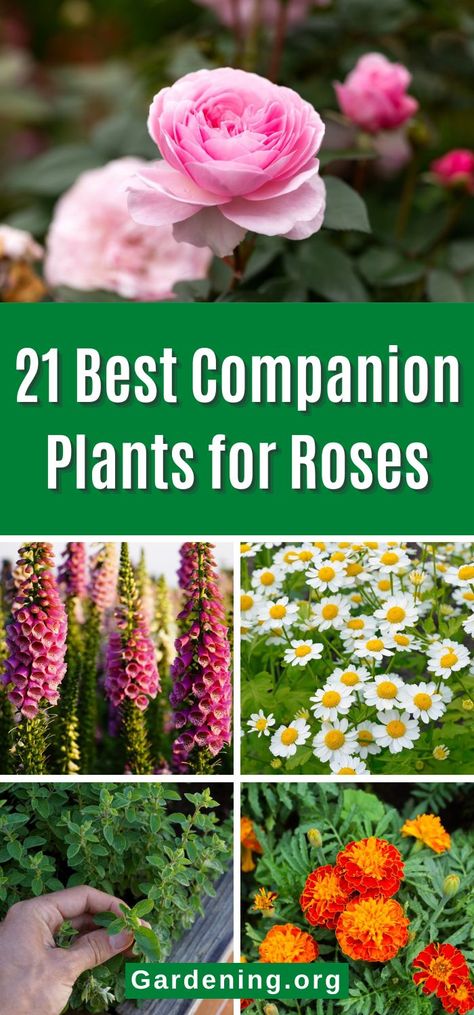 Small Rose Garden Ideas, Companion Plants For Roses, Rose Companion Plants, Best Companion Plants, Landscaping With Roses, Scent Garden, Rose Garden Design, Companion Plants, Front Yard Garden Design