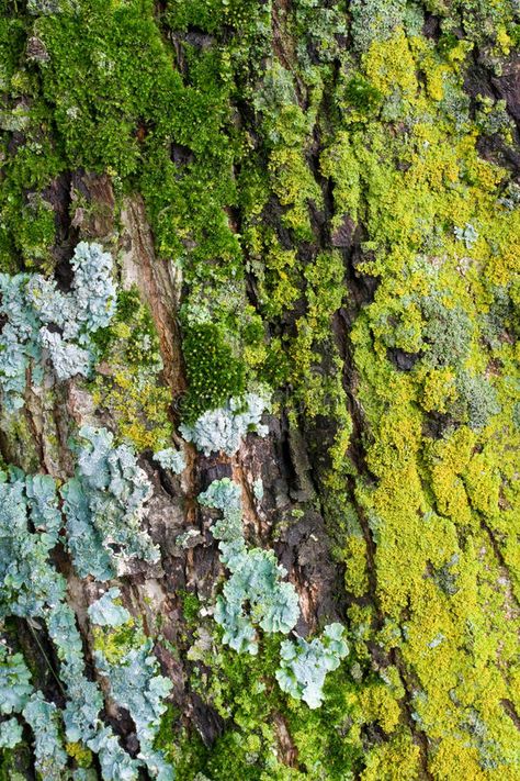 Moss and Lichens. On Tree Bark , #AFF, #Lichens, #Moss, #Bark, #Tree #ad Tree Bark Texture, Lichen Moss, Growth And Decay, Tree Textures, Natural Structures, High Art, Bougainvillea, Tree Bark, Stock Photography Free