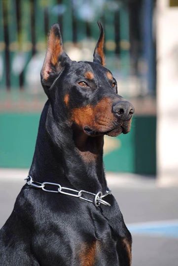 Anjing Doberman, Perro Doberman Pinscher, European Doberman, Doberman Puppies, Doberman Love, Scary Dogs, Doberman Pinscher Dog, Psy I Szczenięta, Doberman Puppy