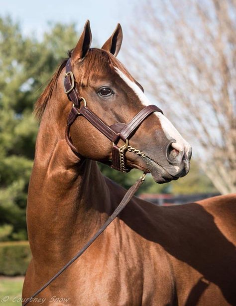 Horse Transport, California Chrome, Beautiful Horses Photography, Thoroughbred Racehorse, Snow Photography, Horse Boarding, Horse Wallpaper, Most Beautiful Horses, Thoroughbred Horse