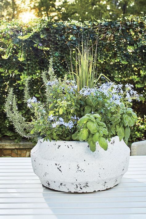 RX_1907_Herb and Flower Container Garden Container Garden Landscaping, Rosemary Container Ideas, Herb Container Garden Ideas Patio, Late Summer Planter Ideas, Lemon Grass Planter Ideas, Rosemary Planter Ideas, Patio Planters Ideas, Patio Flowers Ideas Planters, Small Planter Ideas