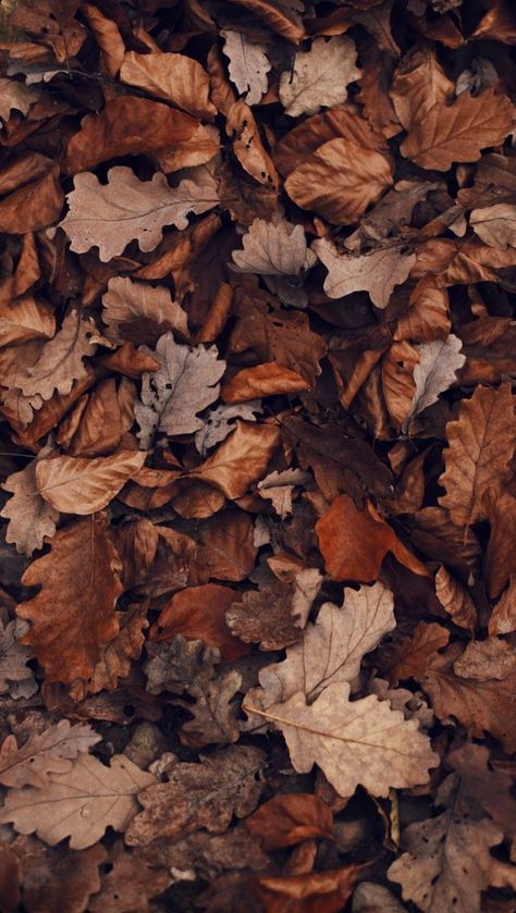 Studera Motivation, Cute Fall Wallpaper, Fall Background, Wallpaper Pastel, Brown Fall, Brown Wallpaper, Fall Pictures, Aesthetic Colors, Caravaggio