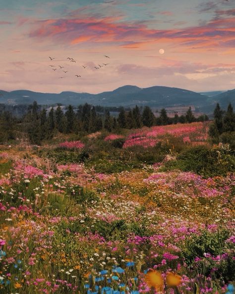 meadows in my dreams🌙 Wide Field Aesthetic, Wild Lavender Field, Fields Of Wildflowers, Cottage In Meadow, Pretty Spring Pictures, Horse In Flower Field, Running Through A Meadow, Scenery Pictures Landscapes, Wild Flower Field Aesthetic