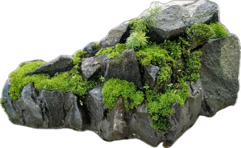 moss for your penjing Moss On Rocks, Growing Moss, Abstract Pencil Drawings, City Layout, Collage Ideas, Week 5, 3d Art, Fern, Landscape Design