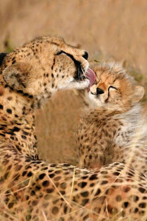 Cute Mother and Baby Animal Pics Mother And Baby Animals, Cheetah Cubs, Baby Cheetahs, Wild Baby, Baby Animals Pictures, Animal Pics, Cheetahs, Baby Animals Funny, Mother And Baby