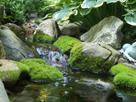 Mossy rocks in the shady stream Mossy Rocks, Rock And Stone, Fountains Backyard, Pond Liner, Pond Landscaping, Backyard Water Feature, Natural Pond, Water Gardens, Water Falls