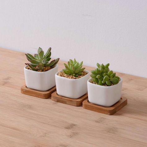 Kaktus Dan Sukulen, White Flower Pot, Plants Aesthetic, Planting Pots, Indoor Flower Pots, Floor Plants, Plastic Flower Pots, White Plants, Small Potted Plants