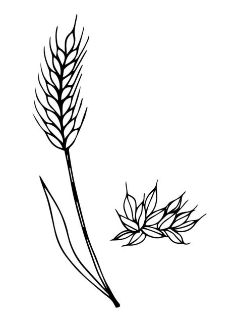 Wheat Line Drawing, Grain Drawing, Grain Illustration, Grain, Wheat Drawing, Wheat Vector, Wheat Tattoo, How To Draw Ears, Ears Of Corn