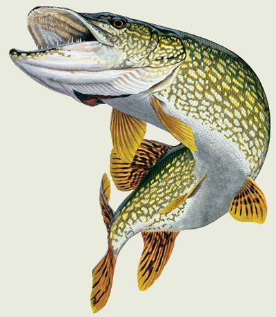 Northern Pike Art, Northern Pike Drawing, Northern Pike Fishing, Northern Pike Tattoo, Pike Fish Drawing, Pike Art, Pike Fish, Northern Pike, Fish Quilt