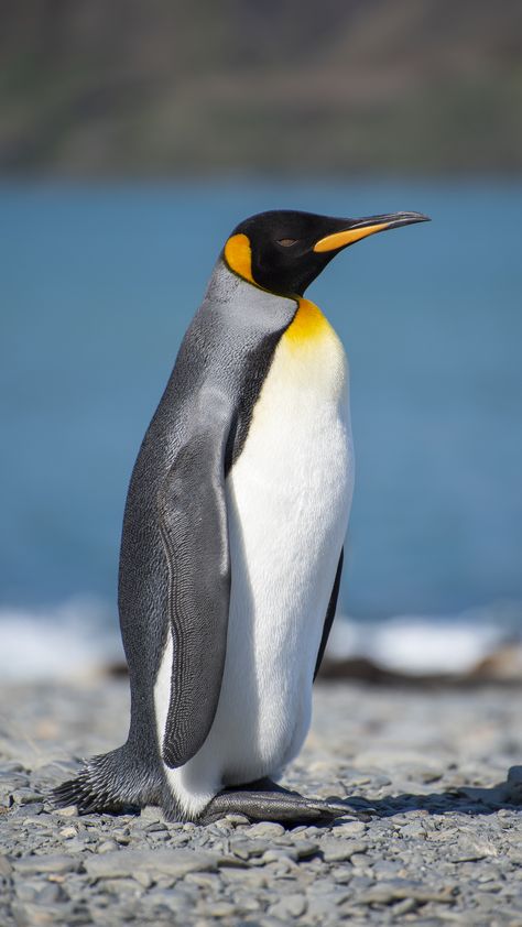 Animals Images Pictures, Pictures Of Penguins, Penguin Emperor, Emporer Penguin, Picture Of Birds, Penguin Photos, Penguin Photo, Birds Images, Birds Photos