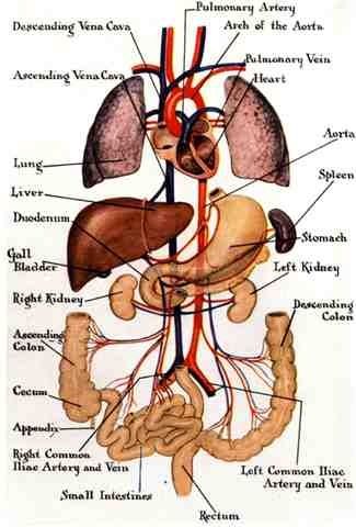 Are your organs communicating? Are your organs friends? How well do your organs know each other?  You can measure this, you know.  Let's also increase communication between organs and the heart center. In health and wellness, “inner cooperation” is the goal. In our psyche, this points to Theta and Delta frequencies, where our cells know how to be healthy; at least, until we allowed-created-promoted disturbance. Read More here: http://goo.gl/tcTtzp Human Organ Diagram, Human Body Organs Anatomy, Body Organs Diagram, Body Anatomy Organs, Organ Anatomy, Human Anatomy Picture, Human Anatomy Chart, Human Body Diagram, Human Body Vocabulary