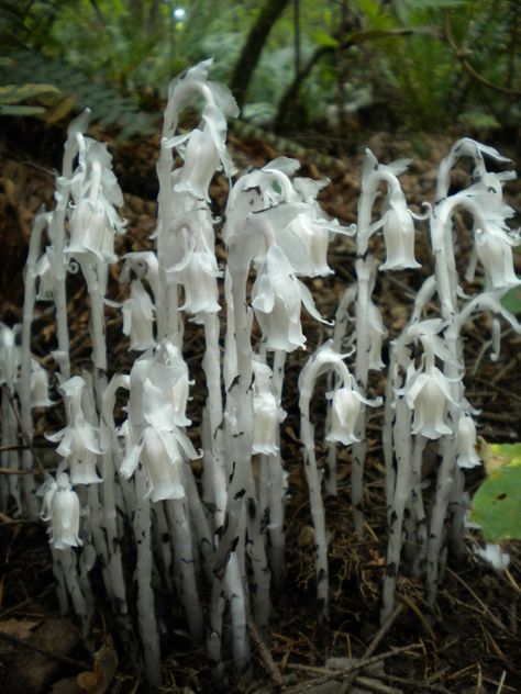 Ghost plant, monotropa uniflora, in Mt. Talbert Park, Clackamas, Oregon. Dracula Orchid, Brain Cactus, Monotropa Uniflora, Halloween Plants, Buddhas Hand, Dolls Eyes, Bat Flower, Ghost Plant, Goth Garden