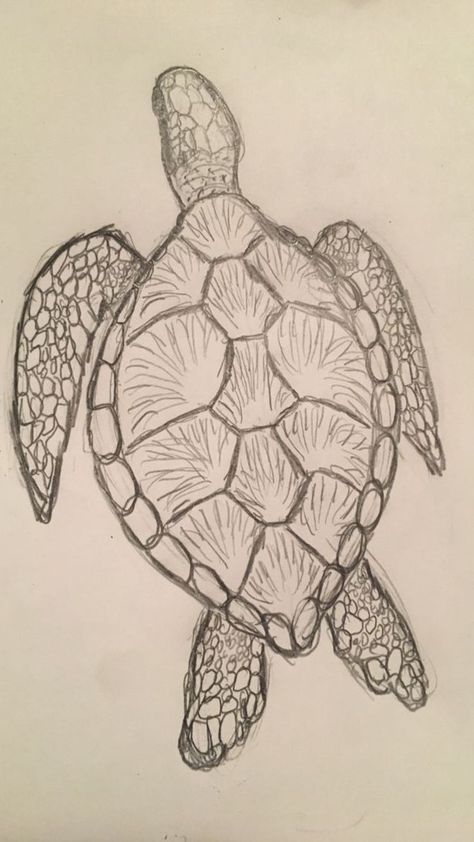 Art Sketches Turtle, Animal Drawings Turtle, Sea Turtle Sketch Simple, Simple Colored Drawings, Drawing Sea Turtles, Sketches Of Sea Animals, How To Draw Sea Turtle, Sketch Book Animals, Turtles To Draw