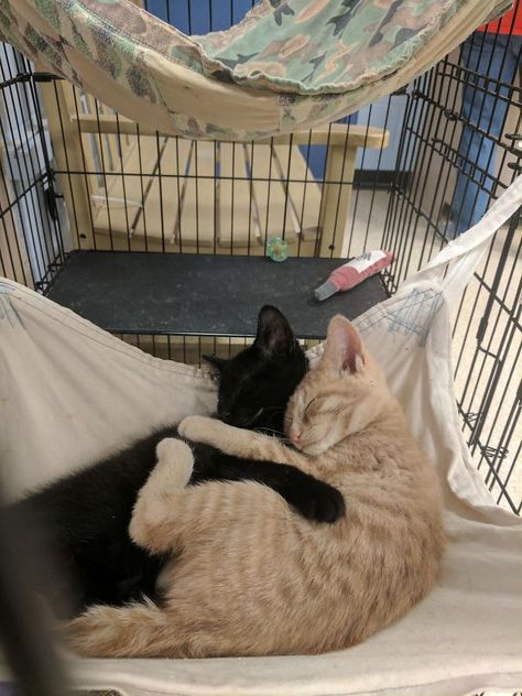 Found This While Volunteering At An Animal Shelter Volunteering With Animals, Animal Shelter Volunteer, Kitten Care, Animal Sanctuary, Work With Animals, Cat Shelter, Cute Animal Pictures, Cat Rescue, An Animal