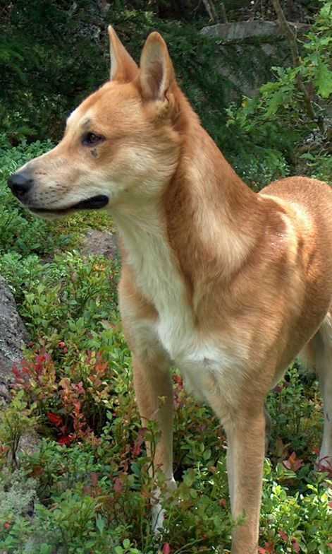 Carolina Dog American Dingo, Cardboard Masks, 3rd Child, Dingo Dog, Canaan Dog, Carolina Dog, American Dog, Rare Dogs, Street Dogs