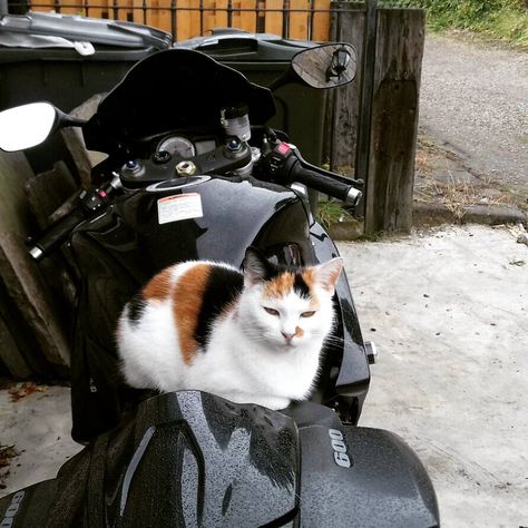 Motorcycle cat loaf Cat And Motorcycle, Cat Riding Motorcycle, Cat Motorcycle, Cat Loaf, Cat Makeup Halloween, Biker Love, Tattoo Cat, Best Friends Shoot, Bike Lovers