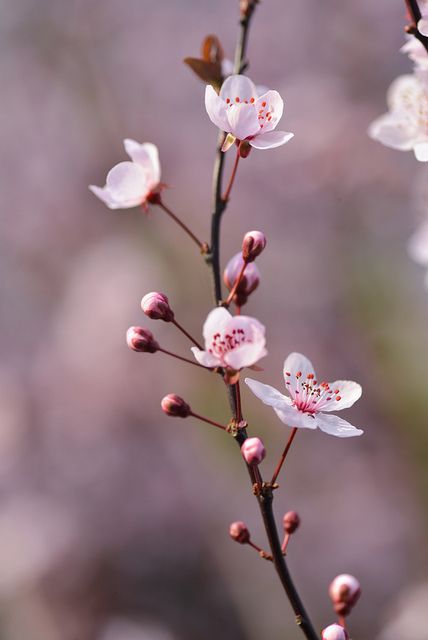 Flor Iphone Wallpaper, Flowers Photography Beautiful, Garden Beautiful, Beautiful Flowers Photography, Flowers Photography Wallpaper, Photography Flowers, Flowers Arrangements, Cherry Blossom Flowers, Flowers Beautiful