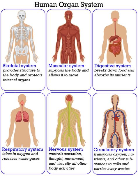 Human Body Systems Anchor Chart, Human Systems Anatomy, Organ Systems And Functions, Human Organ Systems Grade 5, Systems Of The Body Anatomy, Body Systems Anchor Chart, Science Chart Ideas, Science Classroom Organization, Human Organ System