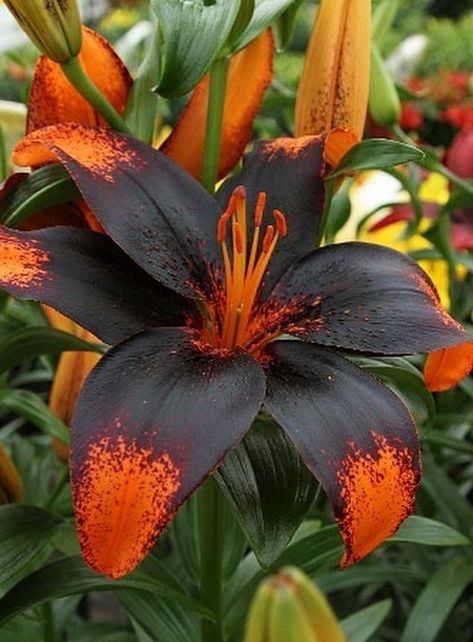 Pin by Manuel Gallego on Flores | Unusual flowers, Beautiful flowers, Rare flowers Goth Garden, Gothic Garden, Black Garden, Unusual Flowers, Rare Flowers, Pretty Plants, Black Flowers, Flowers Garden, Black Flower