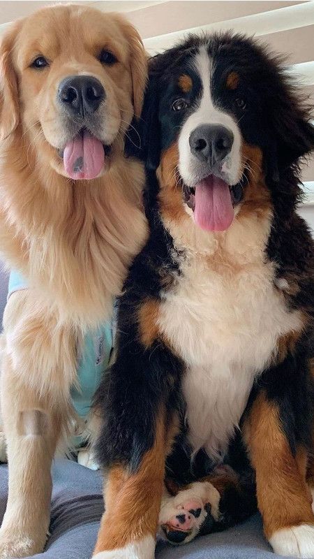 Large Breed Dogs, Rare Dog Breeds, Beautiful Dog Breeds, Big Dog Breeds, Rare Dogs, Cute Dogs Images, Cute Animals Puppies, Very Cute Dogs