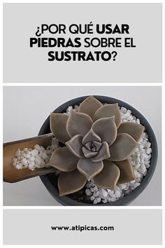 Piedras en suculentas. Todo lo que debes saber sobre las piedras o acolchado sobre el sustrato de suculentas y cactus. Backyard Inspiration, Agaves, Cactus Y Suculentas, Green Life, Mini Garden, Raised Beds, Cacti And Succulents, Outdoor Plants, Outdoor Design