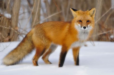 Download and learn Fox Sounds to use for your hunting or wildlife watching. Can be easily added to your sound device or electronic call or just use them as a ringtone. Fox Facts, Fox Species, Fox Images, Fox Drawing, Foxes Photography, Fox Pictures, Fennec Fox, Your Spirit Animal, Orange Fox