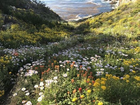 Cottagecore Landscape, Flowers Field, Pretty Aesthetic, Field Of Flowers, Aesthetic Nature, Pretty Landscapes, Howls Moving Castle, Pretty Photos, Nature Aesthetic