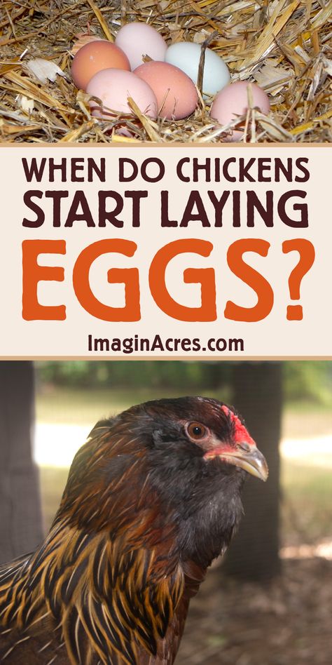 Are you wondering when your backyard chickens will start laying eggs? If you've embarked on a thrilling adventure of raising your very own backyard flock from fuzzy little day-old chicks, you are probably eagerly awaiting that magical moment when your hens start laying their first eggs. This article will help guide you through this egg-citing journey and help you prepare for the momentous occasion when those first eggs finally arrive. Chicken Breeds For Eggs, What To Feed Chickens, Different Breeds Of Chickens, Chicken Life Cycle, Best Egg Laying Chickens, Day Old Chicks, Egg Laying Chickens, Diy Chicken Coop Plans, Backyard Chicken Farming