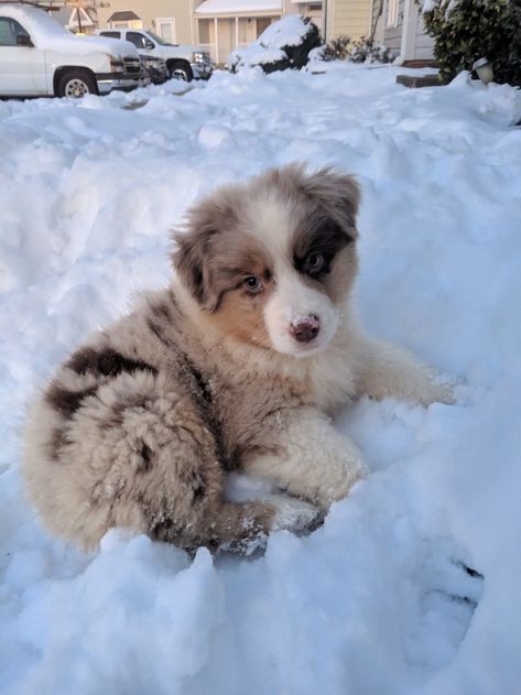 Australian Shepherd Puppies For Sale, Australian Shepherd Puppy, Very Cute Puppies, Aussie Puppies, Australian Shepherd Puppies, Really Cute Puppies, Aussie Dogs, Cute Animals Puppies, Dogs Cute