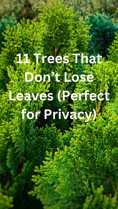 Discover the top 11 trees that don’t lose leaves, perfect for adding year-round privacy to your garden! These evergreen beauties provide lush foliage and dense coverage, ensuring your outdoor space remains secluded and green in every season. Explore options from elegant hollies to majestic pines, each offering unique benefits for creating a natural, living privacy screen. Transform your yard into a tranquil haven with these resilient, low-maintenance trees that keep their leaves all year long. Natural Yard Barriers, Trees For Front Yard Privacy, Front Yard Landscaping Ideas Privacy, Yard Hedge Ideas, Green Giant Privacy Fence, Evergreens In Front Of House, Front Lawn Privacy Landscaping, Living Privacy Screen, Trees To Plant For Privacy