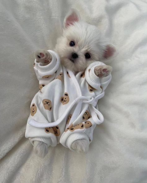 Cutest Dogs Ever, White Poodle Aesthetic, Small Fluffy Dogs, Puppy Things, Cute Fluffy Puppies, Puppy Mix, Cute Dog Toys, Doodle Dogs, Cute Fluffy Dogs