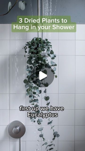 Lavender In Shower Ideas, Plant On Shower Head, Shower Eucalyptus Plant, Plants To Hang In The Shower, Drying Eucalyptus, Plants In Shower Ideas, Plants In Shower, Plants In The Shower, Eucalyptus Shower Head