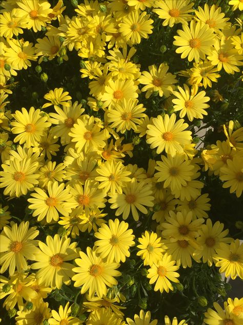 yellow daisies!! 🌼🌼🌼 #yellow #yellowflowers #daisies #flowers #aesthetic #spring #happy #wallpapers Yellow Daisy Aesthetic Wallpaper, Yellow Daisy Flower, Wallpaper Spring, Daisy Wallpaper, Yellow Iphone, Yellow Daisy, Spring Wallpaper, Yellow Daisies, Yellow Wallpaper