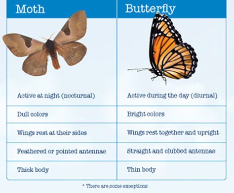 Comparison between Butterflies and Moths. Read more fun information on butterflies and moths here: http://easyscienceforkids.com/all-about-butterflies-and-moths/ Moths Vs Butterflies, Moth Activity Preschool, Moth Vs Butterfly Tattoo, Butterfly Vs Moth, Moth Craft, Moth Facts, All About Butterflies, Butterfly Information, Butterflies Theme